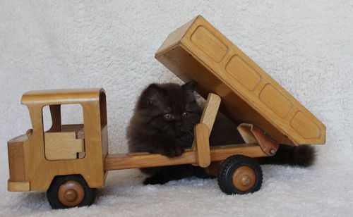 Portrait of cat sitting on toy at home