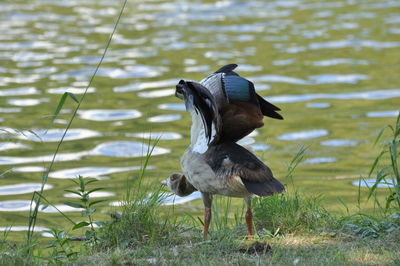 Bird on a lake