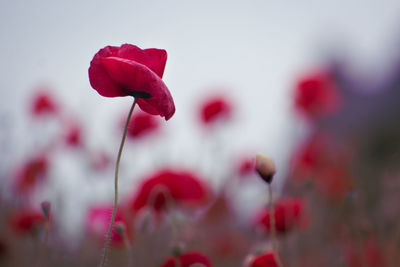 Close-up of red flowering plant