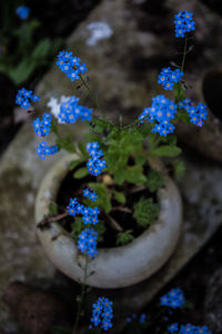 Close-up of blue flowering plant in pot