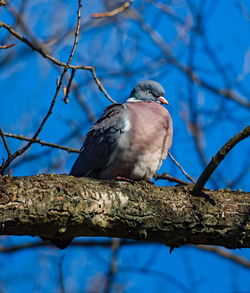 The common wood pigeon columba palumbus in the park. pigeon on a branch