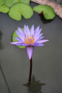 High angle view of lotus water lily in pond