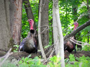 Turkeys  in a forest