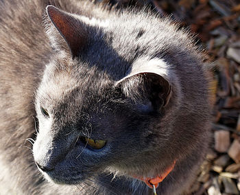 Close-up of cat looking away