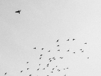 Birds flying in the sky