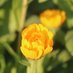 Close-up of yellow flower