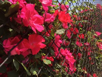 Close-up of pink flowers