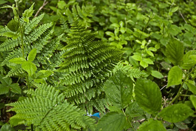 Fern because it is beautiful this flower sea 