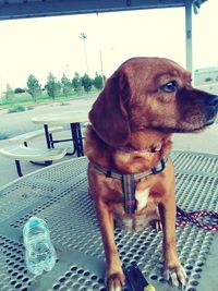 Close-up of dog looking away