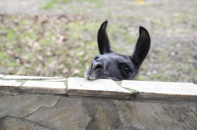 Close-up portrait of dog