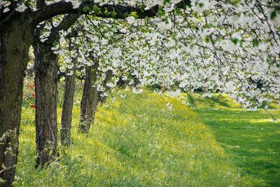 Yellow flowers growing on field