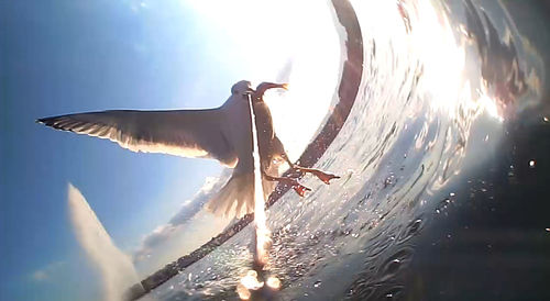 Seagull flying in the sky