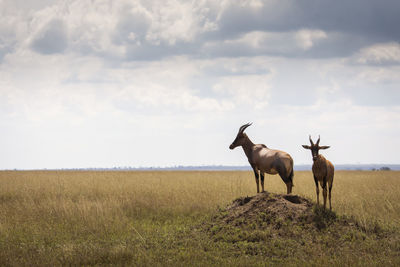 Giraffe on field against sky