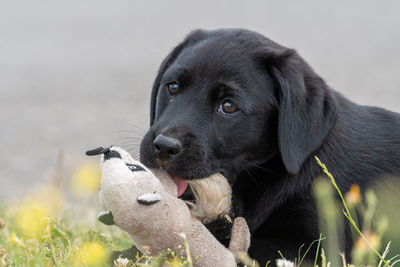 Cute portrait of an 8 week old black labrador puppy playing with a cuddly toy
