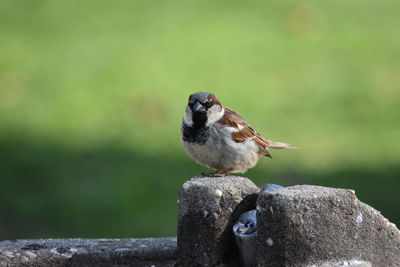 Close-up of bird perching outdoors