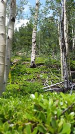 Low angle view of trees in forest