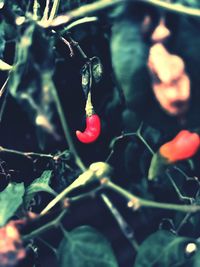 Close-up of fresh plant