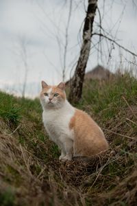 Cat sitting in a field