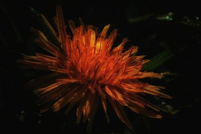 Close-up of orange flower against black background