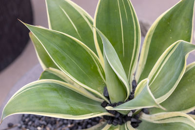 Close-up of green leaves