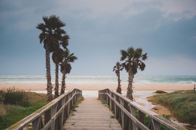 Palm trees on beach against sky