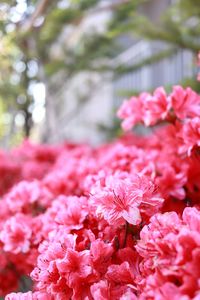 Close-up of pink cherry blossom flowers