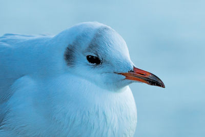 Close-up of seagull