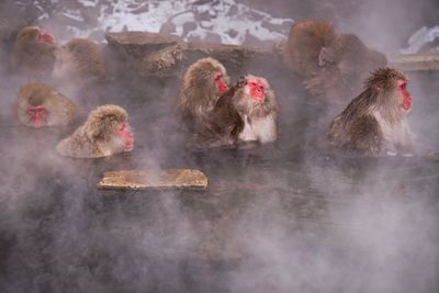 Baboons in hot spring