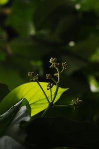 Close-up of plant