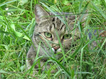 Close-up of a cat lying on grass