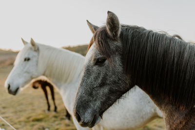 Close-up of horse