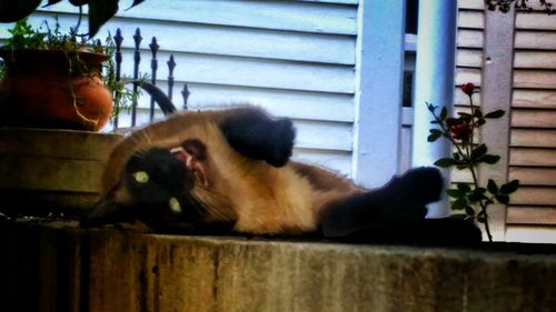 Cat sitting on wooden table