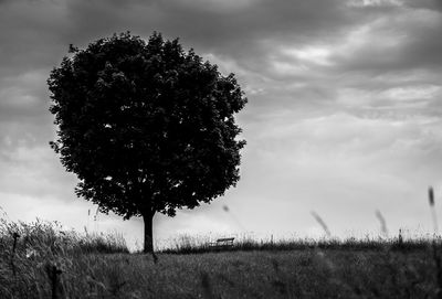 Tree on field against sky