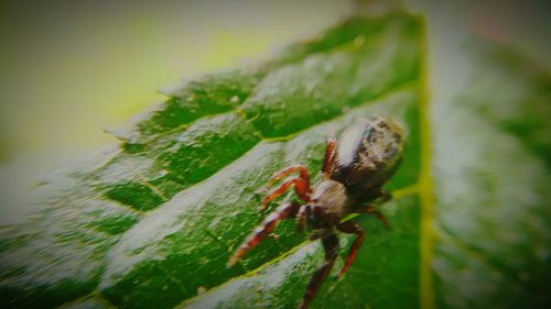 Close-up of insect