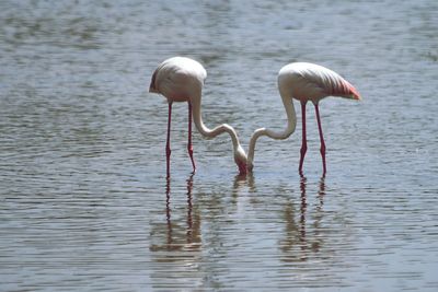 Birds drinking water in lake