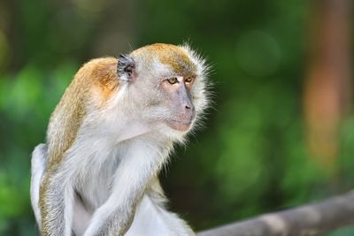 Close-up of head sitting outdoors