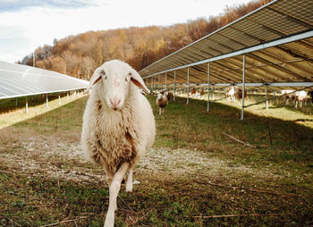 Sheep on field