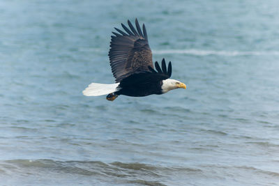 Bald eagle flying over sea