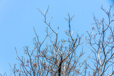 Low angle view of bare tree against clear blue sky