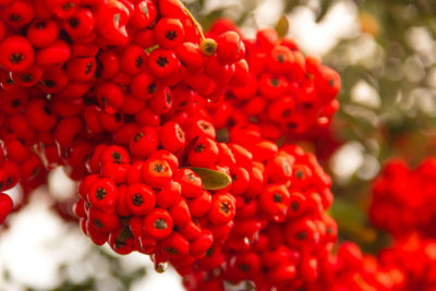 Close-up of red berries growing on plant