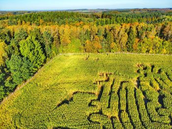 Scenic view of agricultural field