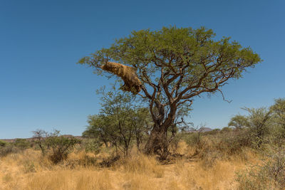 Tree on field against clear blue sky