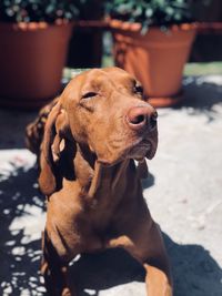 Close-up of dog looking away