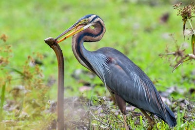 Close-up of gray heron perching on plant