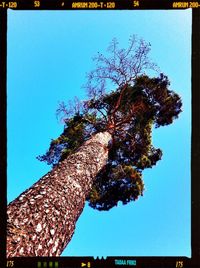 Low angle view of bare trees against blue sky