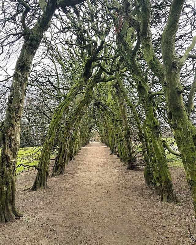 ROAD PASSING THROUGH FOREST