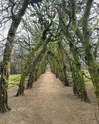 Footpath passing through forest