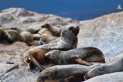 Close-up of sealions lying on rock