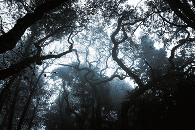 Low angle view of silhouette trees in forest