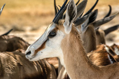 Close-up of deer